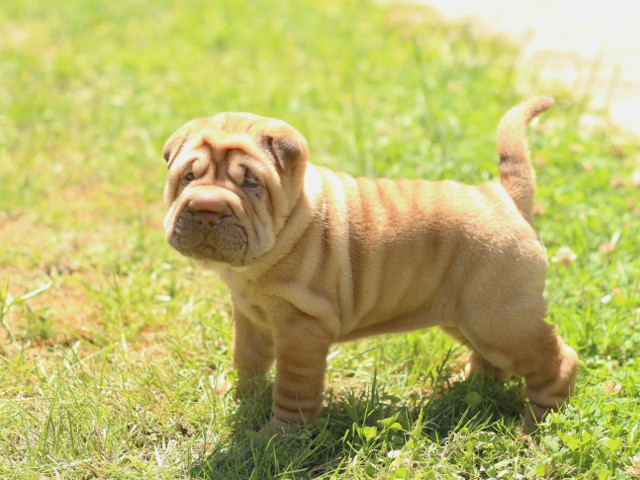 Ti se rupe sufletul!