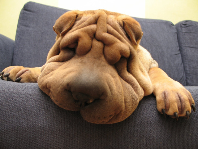 Un Shar Pei somnoros