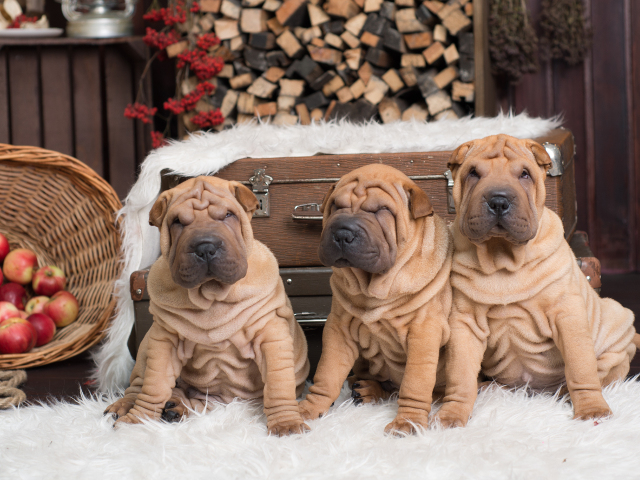 Unul mai dragalas decat celalalt