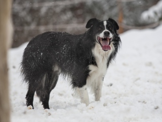 Razboi inceput de la un caine vagabond: 23 octombrie - 2 noiembrie 1925