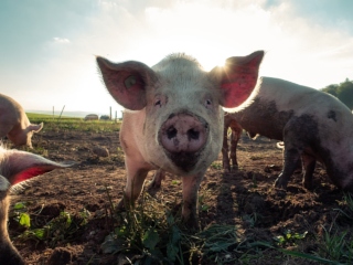 Razboiul porcului: iunie - octombrie 1859