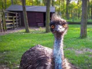 Razboiul impotriva pasarilor emu: 11-18 noiembrie 1932