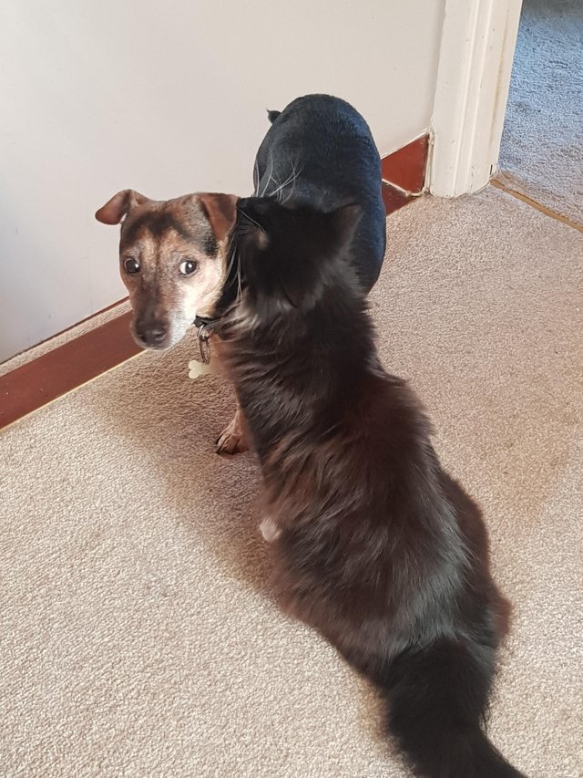 Unde incepe cainele si unde pisica?