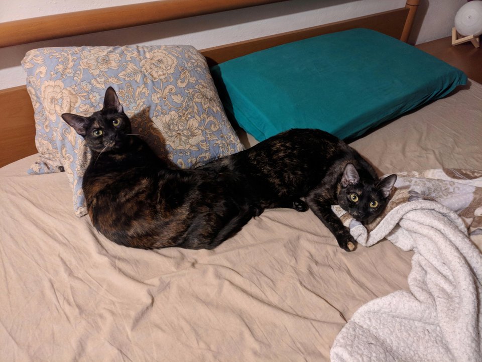 "O pisica cu doua capete"