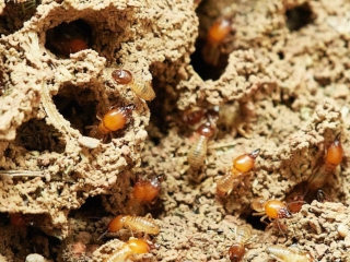 Termitele au cea mai indelungata viata dintre insecte