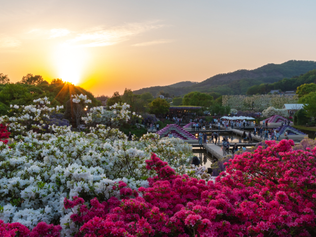 Tochigi si Parcul de flori Ashikaga, in care se gasesc peste 350 de plante Wisteria