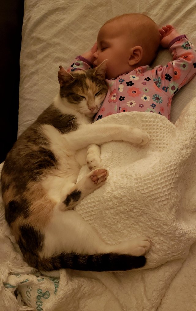 "Am cautat pisica peste tot... iata unde am gasit-o"