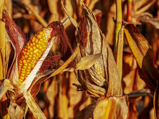 Ion, Maria si... Gheorghe