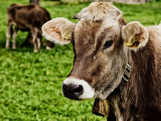 Cum sa feresti animalele de boli