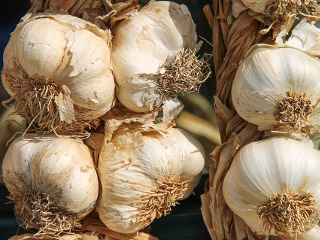 Fetele de maritat seamana usturoi