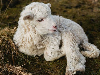 Nu se sacrifica pasari sau animale