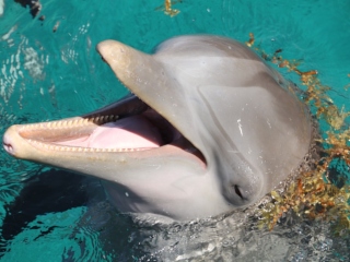 Dinti de delfin