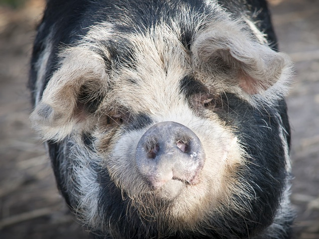 Cel mai simpatic porcusor