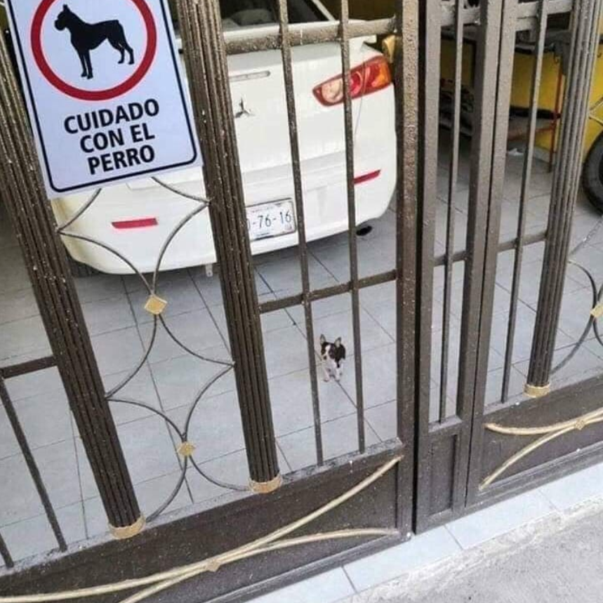 Unde e cainele rau?