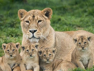 Specii de animale unice, pe cale de disparitie