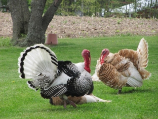 Alpaca pe post de paznic