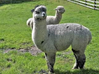 Terapie pentru alpaca