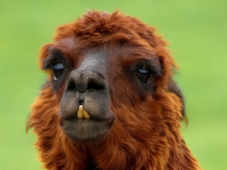 De ce scuipa alpaca?
