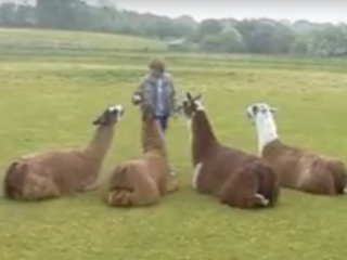 Alpaca, atunci cand sta asezata