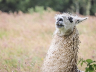 O alpaca zumzaie
