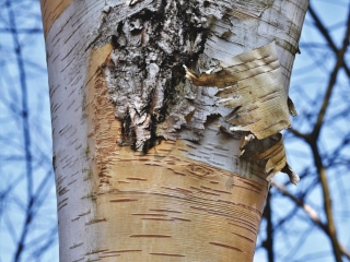 Ce mananca o alpaca?