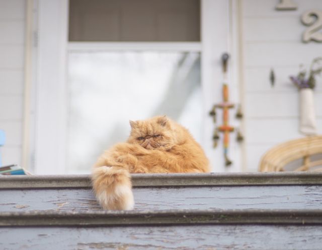 Rivalizeaza cu Grumpy Cat