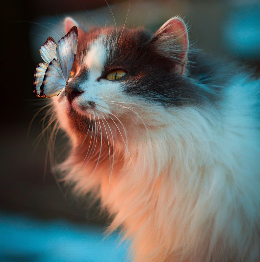 Nici acest fluturas nu pare sa o imbuneze