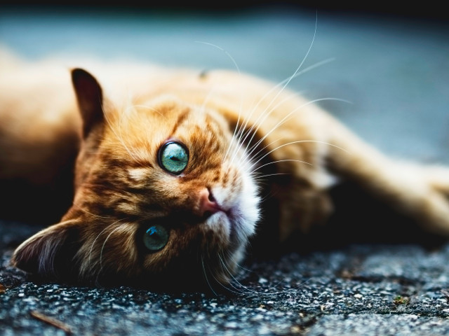 Privire hipnotizanta