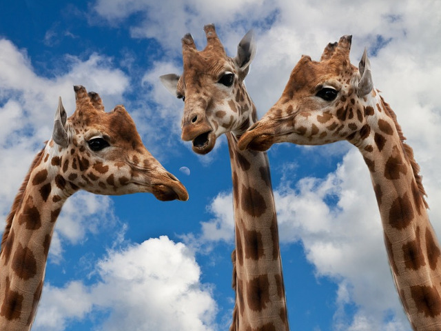 Girafele, cele mai inalte mamifere de pe Pamant
