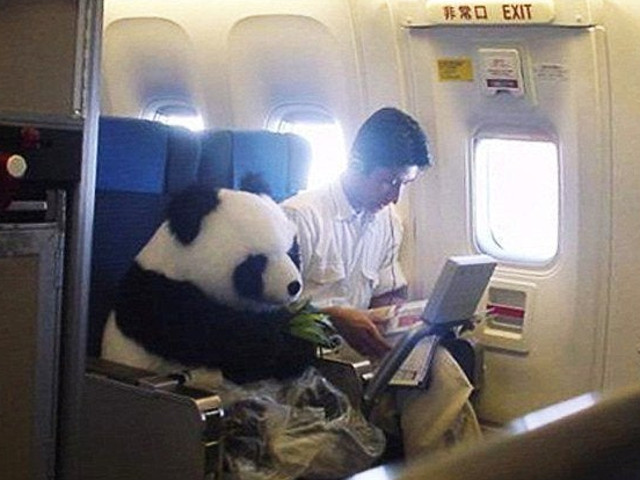 Merita si ursul panda un loc si mai ales sa fie in siguranta, cu centura