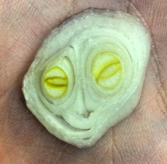 O ceapa care arata ca un extraterestru