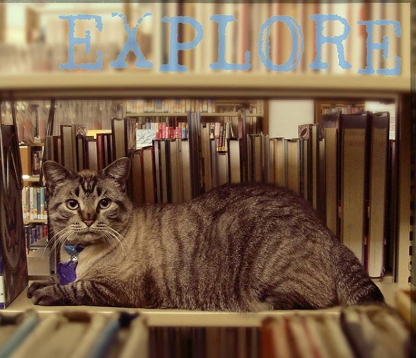 O pisica a fost concediata si ulterior reangajata la o librarie