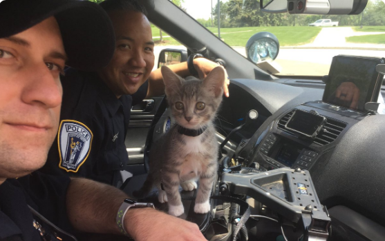 Ajutor de politie - o pisica salvata dintr-un adapost a ajuns sa "lucreze" cu niste ofiteri