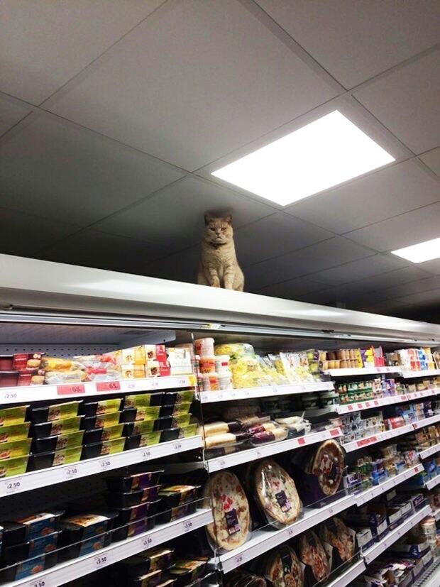 Pisica din magazin care isi da acordul pentru cumparaturile tale