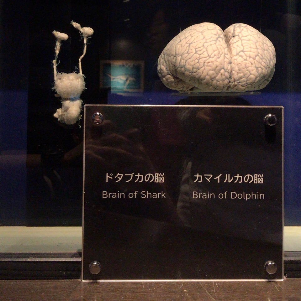 Creierul unui rechin (stanga) comparat cu cel al unui delfin (dreapta)