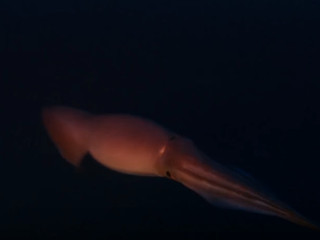 Calamar urias (genus Architeuthis)