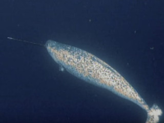 Narval (Monodon monoceros)
