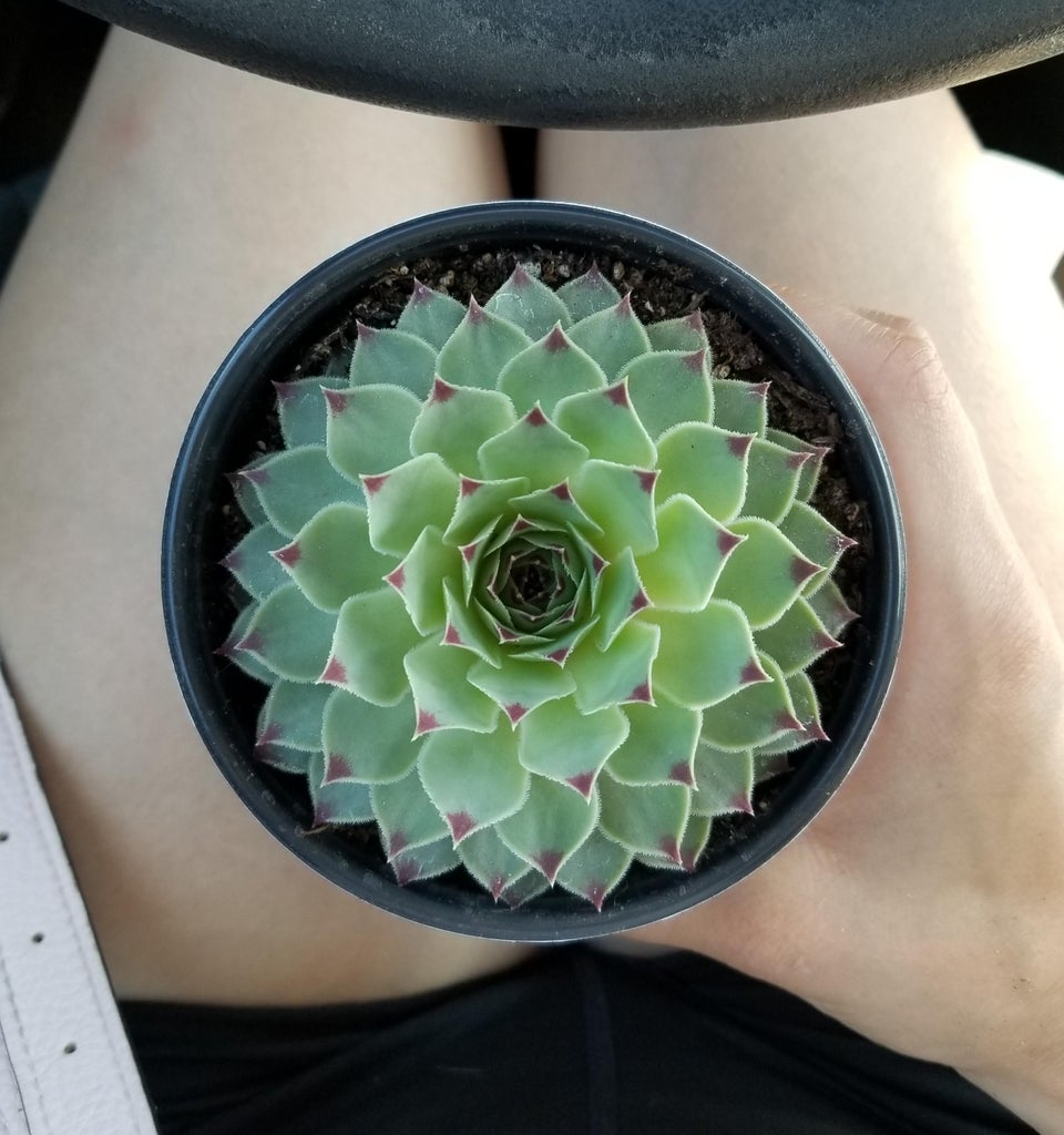 Planta care a crescut uniform