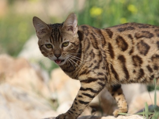 Pisica sta cu gura cascata si te priveste intens