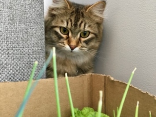 Pisicile mananca iarba