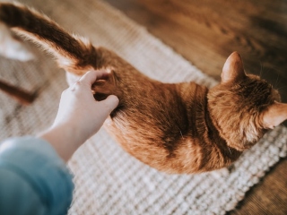 Isi pune coada pe fata ta