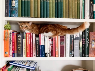 Ii place sa stea in cutii sau in spatii mici