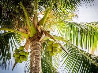 Nucile de cocos vs. rechinii