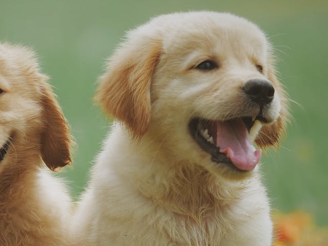 Golden Cocker Retriever