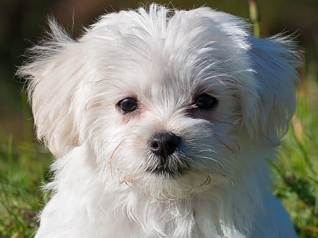 Bichon Maltese