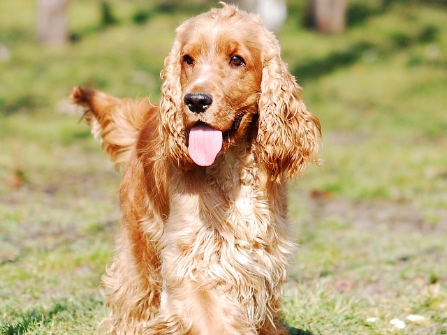 Cocker Spaniel