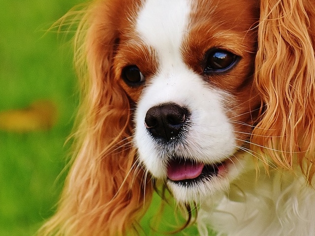 Cavalier King Charles Spaniel