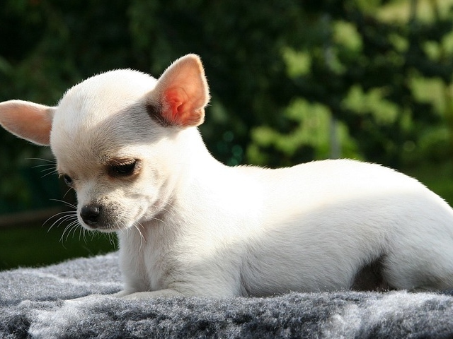 Chihuaua