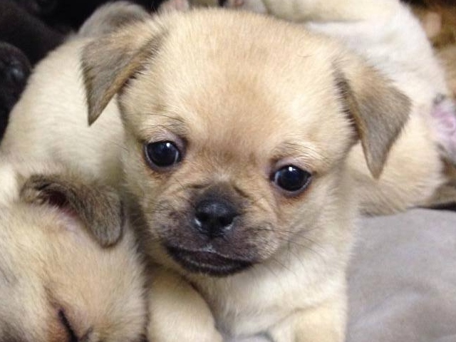 Tibetan Pug