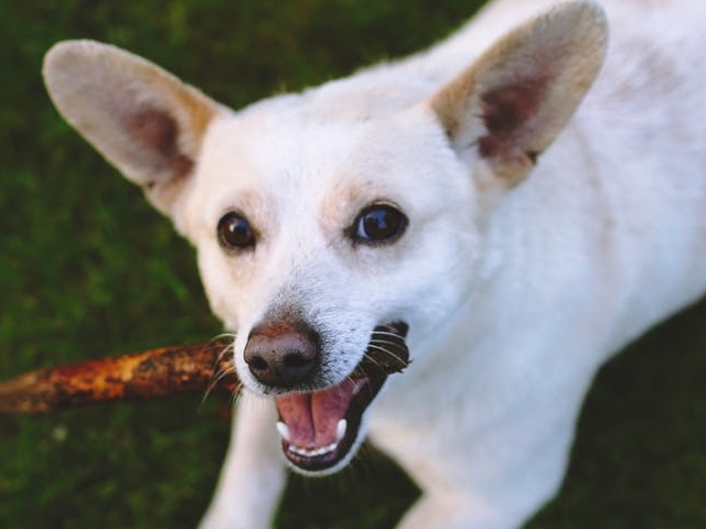Toy Fox Terrier
